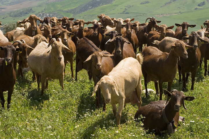 Goats in El Torcal